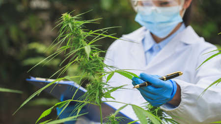 cannabis research Scientists examine and analyze hemp plants. Sign the results with a laptop in the greenhouse. Concept of herbal alternative medicine, CBD oil. Research on its therapeutic use.の写真素材