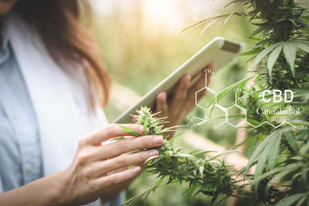 A female scientist researches cannabis with a laptop in a hemp field.  cannabinoids in marijuana CBD elements.の写真素材