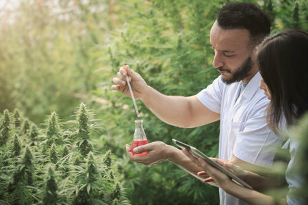 scientist checking and analizing hemp plants, signing the results with laptop. Concept of herbal alternative medicine,cbd oil, pharmaceutical industryの写真素材