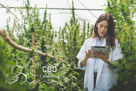 Scientists inspecting and analyzing cannabis plants sign results with laptops in a greenhouse. herbal alternative medicine concept, pharmaceutical industry, CBD oilの写真素材