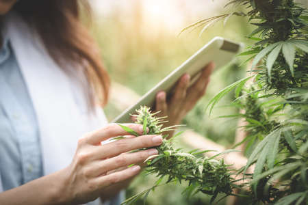 Portrait of scientist  checking and analizing hemp plants, The doctor is researching marijuana.  Concept of herbal alternative medicine, cbd hemp oil, pharmaceutical industryの写真素材