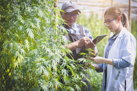 Female scientist checking and researched cannabis plants. marijuana  alternative herbal medicine...
