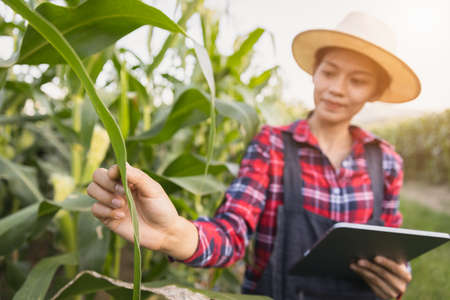Smart woman farmer agronomist using digital tablet for examining and inspecting quality control of produce corn crop. agricultural technology.の写真素材