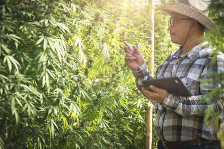 Male farmer holding tablet for cannabis quality inspection and research on farmの写真素材