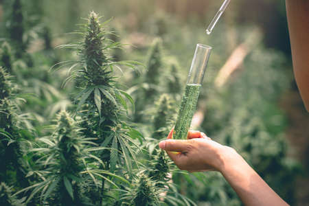 The hands of scientists dropping marijuana oil for experimentation and research, ecological hemp plant herbal pharmaceutical cbd oil from a jar.の写真素材