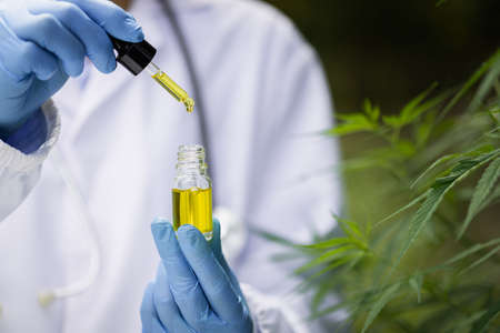 Researchers are examining the plants. alternative medicine and cannabis concepts, professional researchers working in cannabis fieldsの写真素材