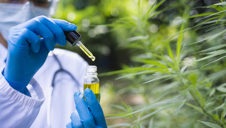 CBD hemp oil, Hand holding bottle of Cannabis oil in pipetteの写真素材