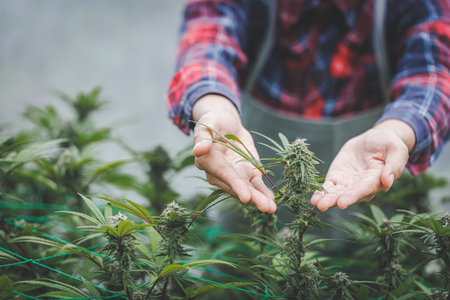 Farmer checking hemp plants in the field during a sunny summer day, agriculture and herbal medicine concept, Marijuana farmers, Hemp flowers.の写真素材