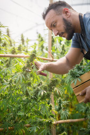 Smart farmer with commercial cannabis farm, Farmers harvest marijuana in greenhouses, Business agricultural cannabis.の写真素材