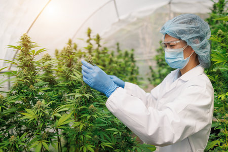 cannabis research Scientists examine and analyze hemp plants. Sign the results with a laptop in the greenhouse. Concept of herbal alternative medicine, CBD oil. Research on its therapeutic use.の写真素材