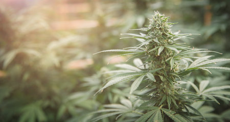 Cannabis plant. Marijuana flowers and leaves  Concept of herbal alternative medicine.の写真素材