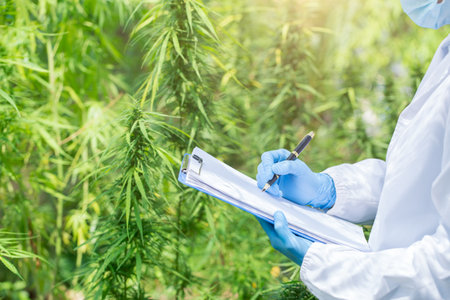 Marijuana research, female scientist in hemp field examining plants and flowers, concept of...