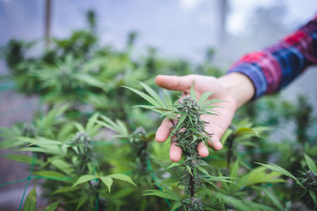 Researchers research and record data from cannabis plants on hemp farms. Medical marijuana, cbd and hash oil, Concept of herbal alternative medicine, cbd oil, pharmaceptical industryの写真素材