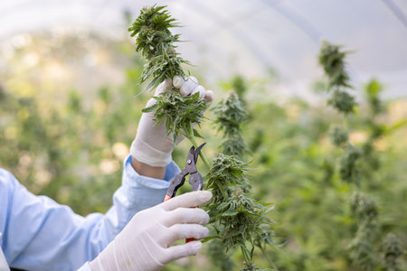 Scientist in a hemp field checking plants and flowers, alternative herbal medicine, Cannabis research concepts.の写真素材
