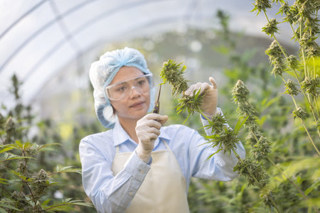 Farmers are hand-pruning cannabis branches in a greenhouse. The concept of alternative herbal medicine cannabis.の写真素材