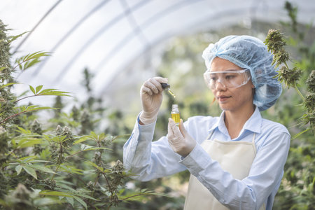 Farmer wearing  glove holding CBD oil bottle,  CBD hemp oil drops, Medical marijuana products including cannabis leaf,  alternative medicine.の写真素材