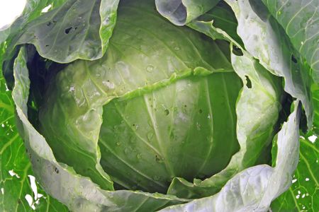 Fresh young green cabbage isolated on white background の写真素材