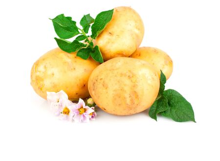 Young potato with green leaves isolated on white background の写真素材