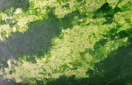 Rip fresh green watermelon background, food photo の写真素材