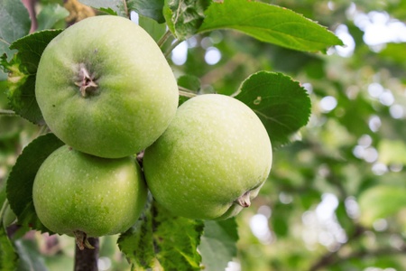 green apples with leaves on branch of tree in gardenの写真素材