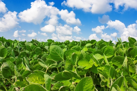 Landscape with field of young soybean plants and blue skyの写真素材