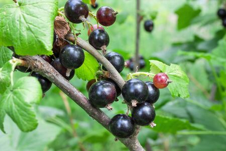 Mature black currants branch on bush in gardenの写真素材