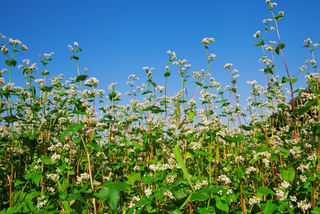 Green soba or buckwheat blooming field, nature photo の写真素材