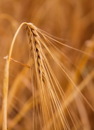 Gold ear of wheat in farm field, nature agriculture photoの写真素材