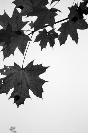 Yellow maple leaves against autumn landscape and sky