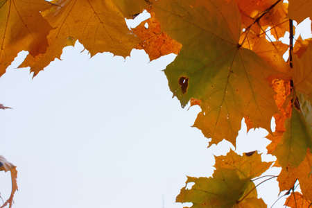 Yellow maple leaves against autumn landscape and sky