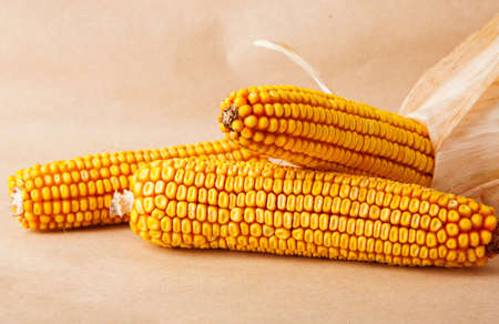 Corn cob, autumn food photo on yellow background