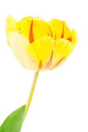 Yellow tulip, spring flowers isolated on white backgroundの写真素材