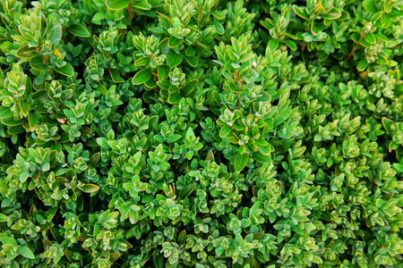 Nature green leaves background, season photoの写真素材
