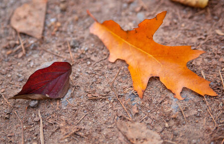 Yellow leaves falling to ground, background in autumn colors