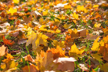 Yellow leaves falling to ground, background in autumn colors