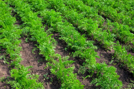 Vegetables carrots growing in garden, agriculture photoの写真素材