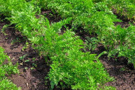 Vegetables carrots growing in garden, agriculture photoの写真素材