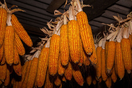 Dry ear of corn hanging over leaves, food photoの写真素材