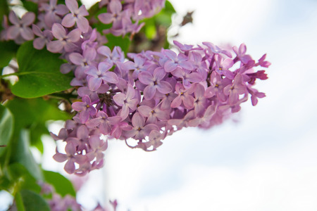 Lilacs bush with green leaves, spring flowersの写真素材