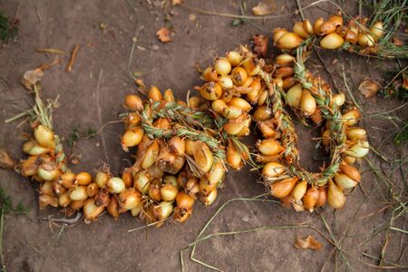 Fresh onion strings on grey ground, nature food photo