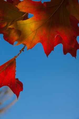 Leaves tree against sky, background in autumn colors