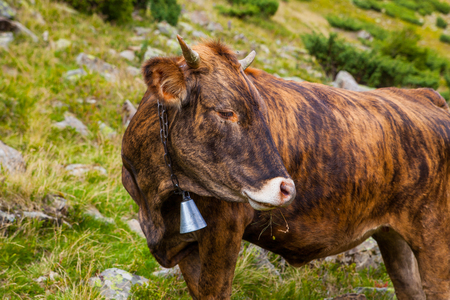 Milk cow on meadow in Ukraine Carpathians, mountain landscapeの写真素材