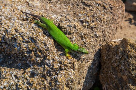 Green lizard on stone, wildlife animal photoの写真素材