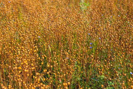 Field of gold blue flax, agricultural landscape photo.の写真素材