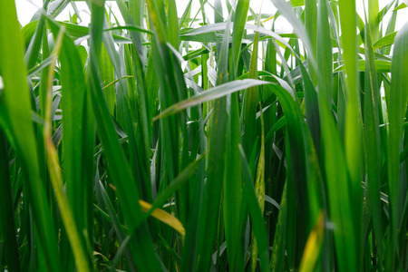Spring green grass. Green grass with grows wheat photo. Nature rural landscape