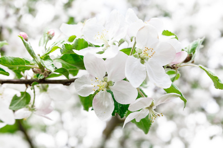 Blossom apple branch over nature background, spring flowers photoの写真素材