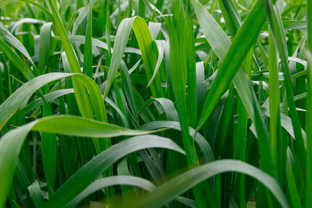 Spring green grass. Green grass with grows wheat photo. Nature rural landscapeの写真素材