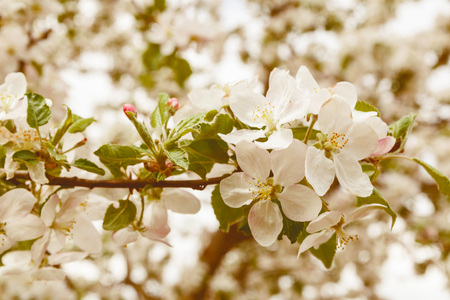 Blossom apple branch over nature background, spring flowers photo