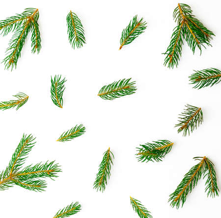Christmas pattern of green branches on white background, winter flat lay concept