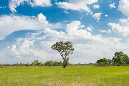 Tree on Meadowの写真素材